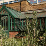 A glass greenhouse with dark green trim stands in the background, while a rosemary plant with upright stems fills the foreground. Grass and other plants are viewable.