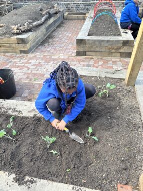 A girl in a blue jumper holding a trowel around small leafy seedlings in a neatly sectioned raised garden bed with brick paths.