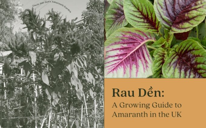 Images of the amaranth plan, with the heading "Rau Den: A Growing Guide to Amaranth in the UK'